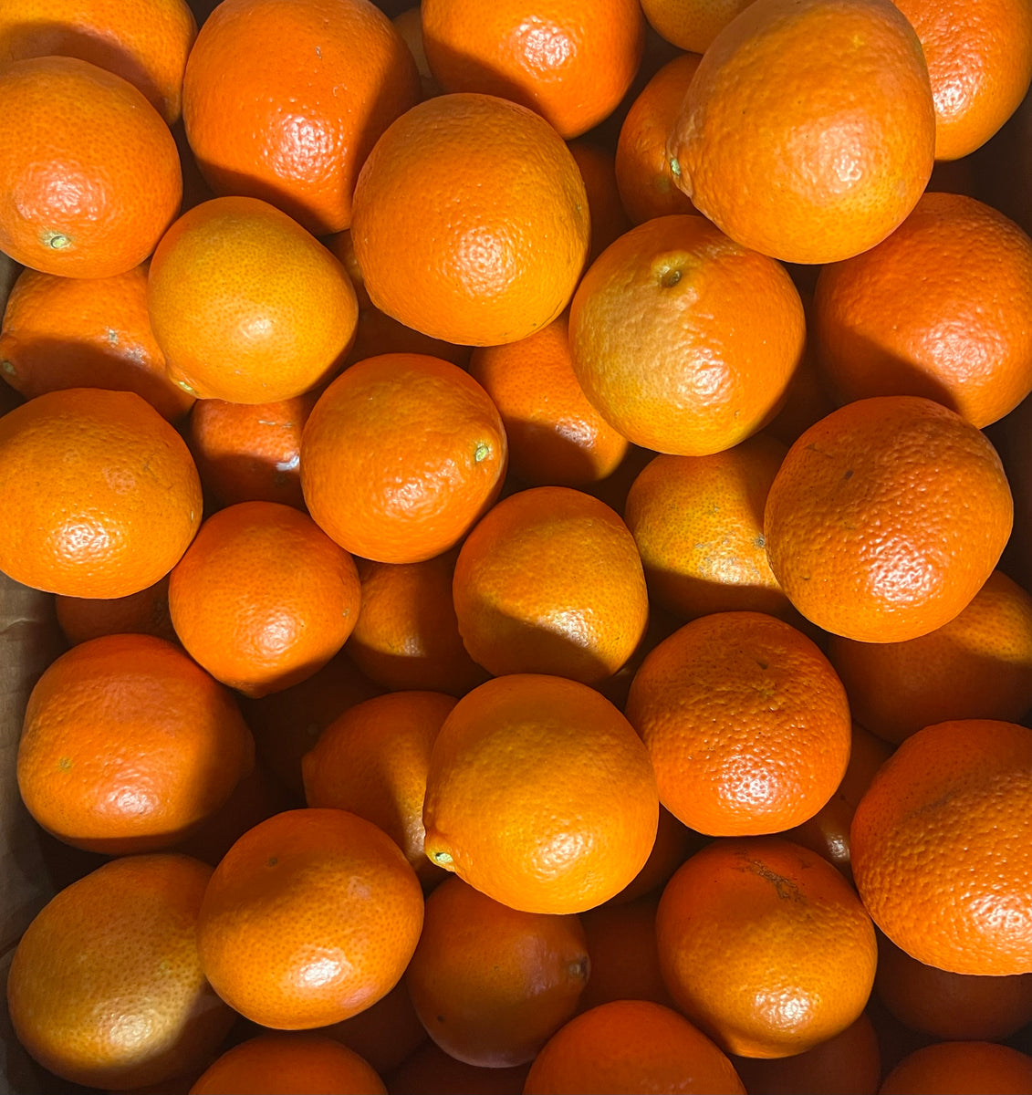 2023 Citrus Update Southern Grace Farms 2023-citrus-update-southern-grace-farms