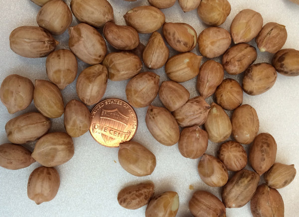 Bulk Raw Shelled Peanuts (48 lb box) (Must be refrigerated)