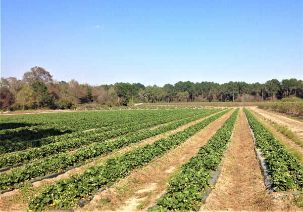 Southern Grace Listed in top 10 Strawberry Picking Farms in Georgia!
