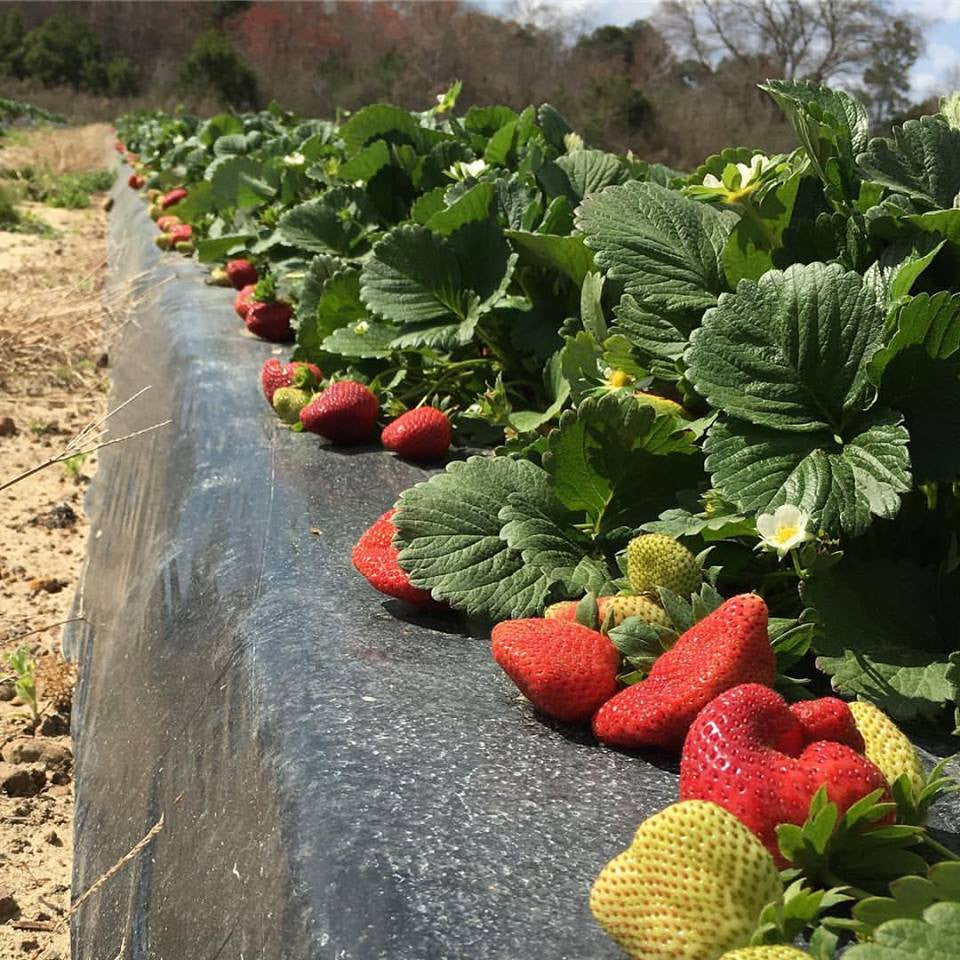 Warm Winter = Early Strawberries in South Georgia (post from February)